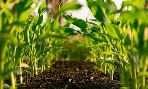 Green crops growing in a field